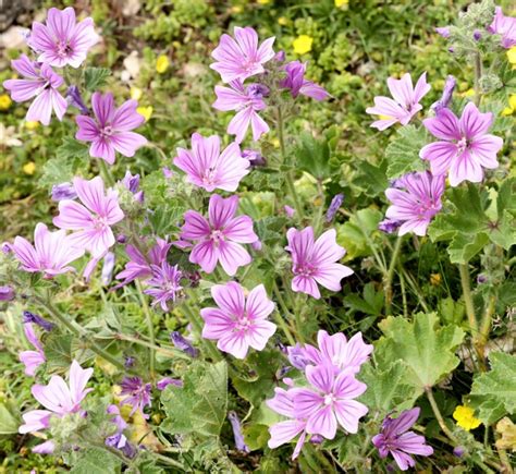 Malva Plant Growing & Care Guide for Gardeners.